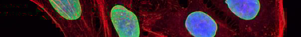 IF_Brochure_pt4_Blog_header_1600x200.jpg