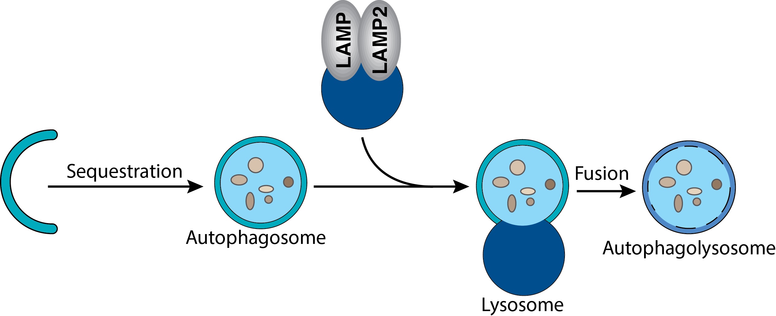 Autophagy: It’s a cell eat self world