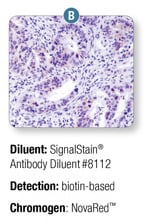 SignalStain® Antibody Diluent #8112