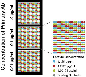 Peptide Array Testing