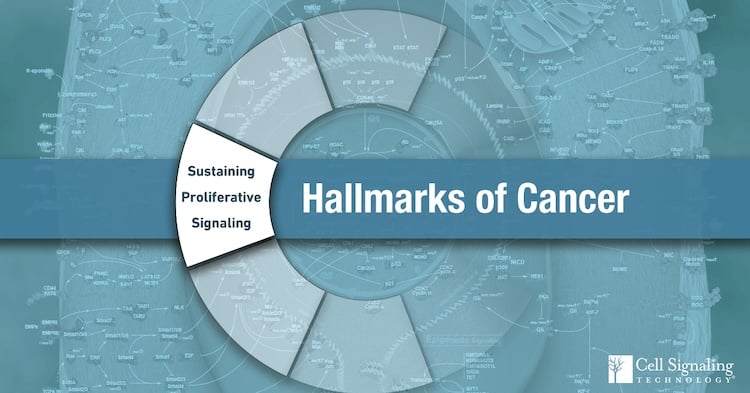 Sustaining Proliferative Signaling | Hallmarks of Cancer Research