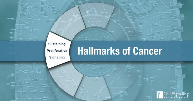 Hallmarks Cancer Sustaining Proliferative Signaling
