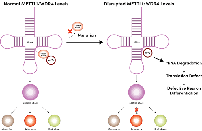 METTL1 or WDR4 Deficiency leads to disrupted ectoderm development 