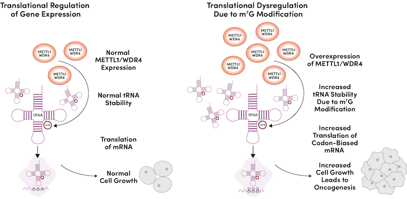 Mechanism of M7G modification leading to translation dysregulation