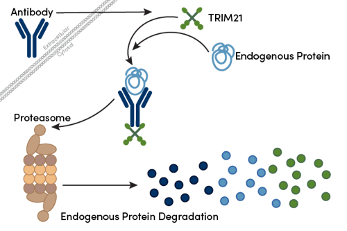 Trim Away method for protein degradation 