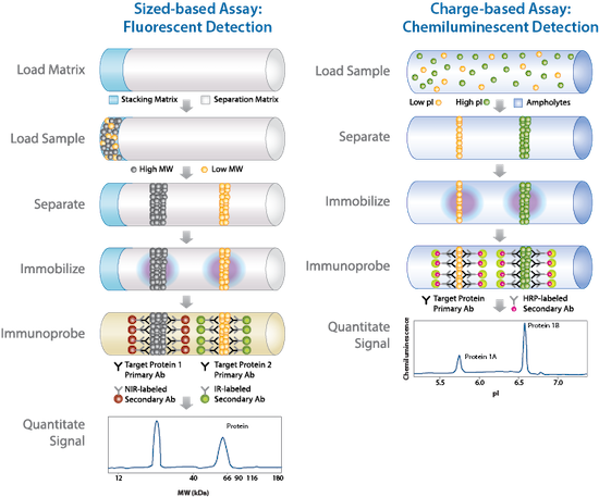 CST Antibodies Validated for Simple Western | Automated WB