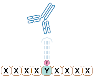  PTMScan Discovery antibody