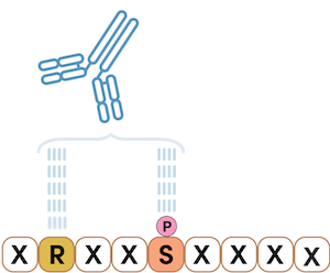 Motif antibody for PTMScan Discovery