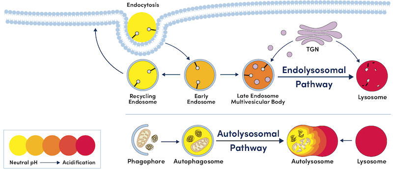 The Endolysosomal Pathway and Autolysosomal Pathway