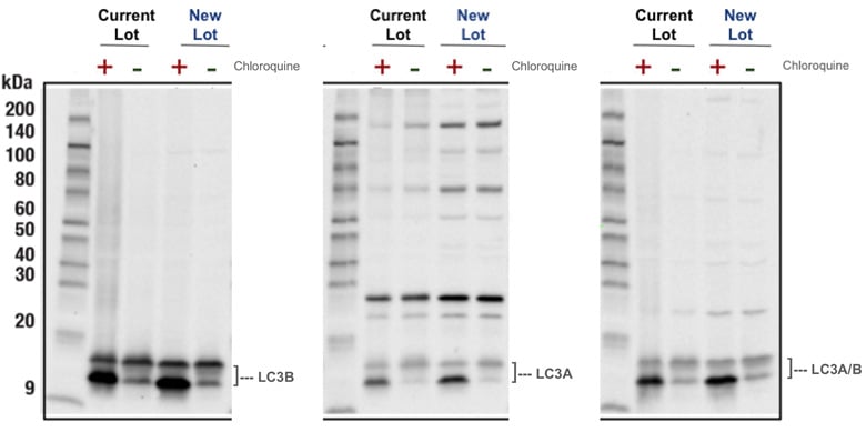 Representative data of LC3 Control Cell Extracts #11972 new lot testing