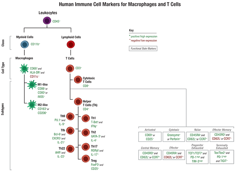 24-HMC-64201 T Cell Immune Cell Marker Guide_HUMAN 