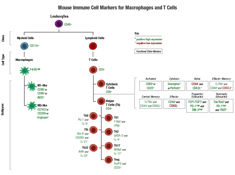 24-HMC-64201_Immune Cell Marker Guide T Cells_MOUSE