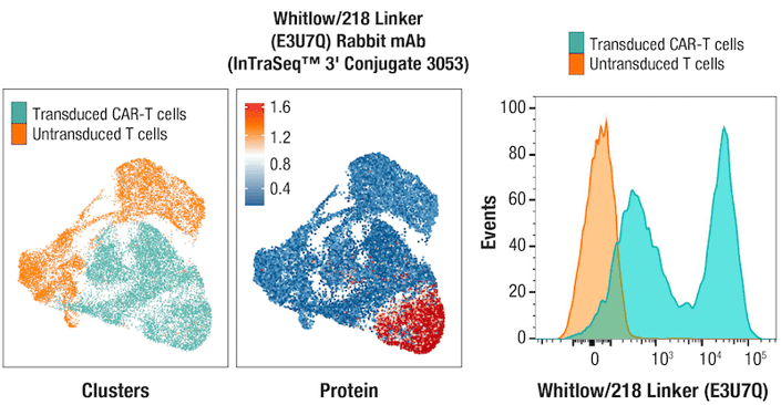 UMAP showing data showing direct protein detection of transduced and untransduced CAR T-cell clusters in a single cell CAR-T study (left), UMAP showing Whitlow/218 Linker protein expression (middle), and cross-validation in flow cytometric analysis (right).