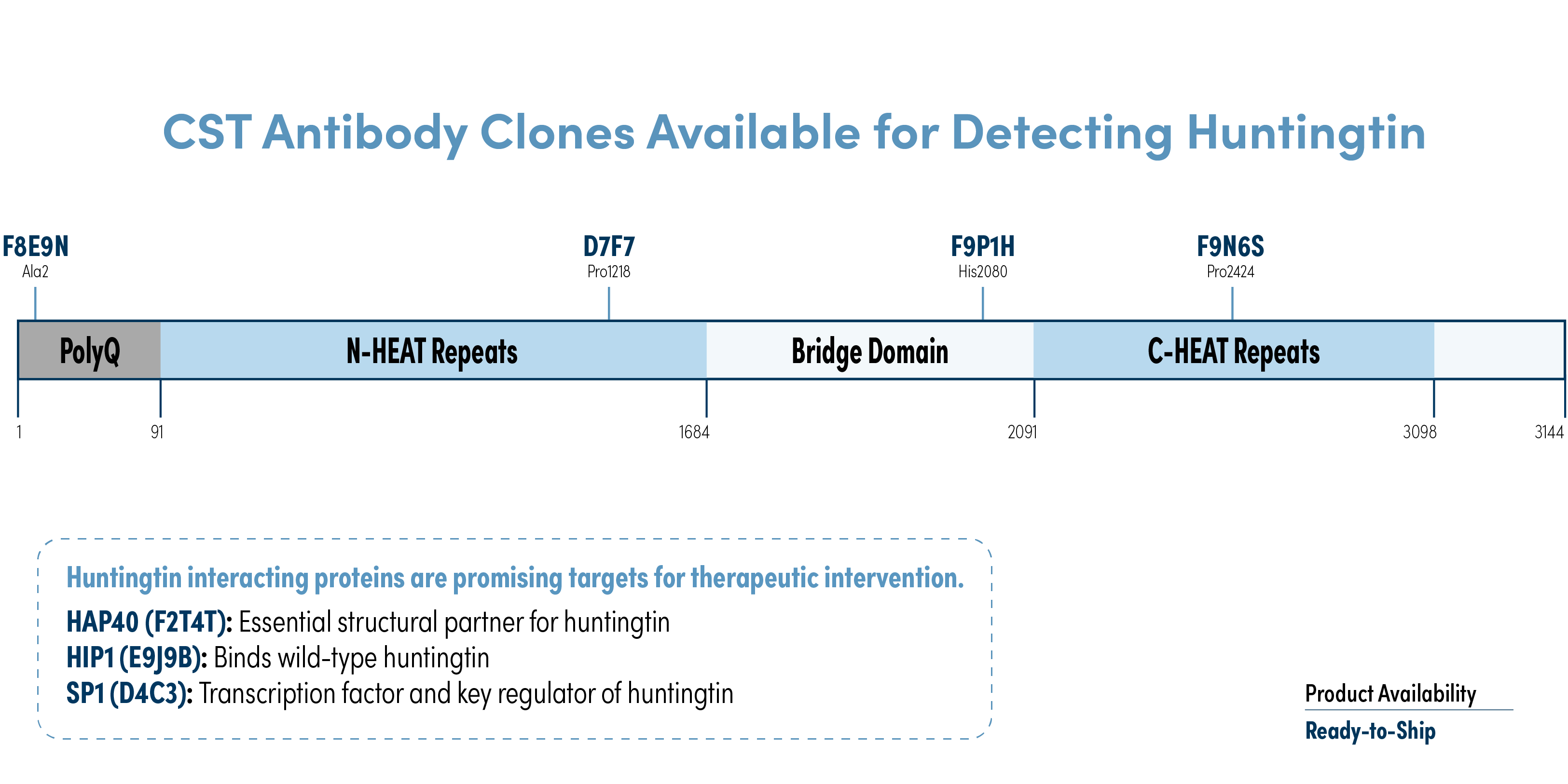Linear map of huntingtin showing CST antibody epitope locations across the polyQ, N-HEAT, bridge, and C-HEAT domains, with selected huntingtin-interacting proteins.