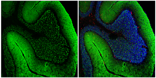 51510_IF-mouse cerebellum α-Synuclein