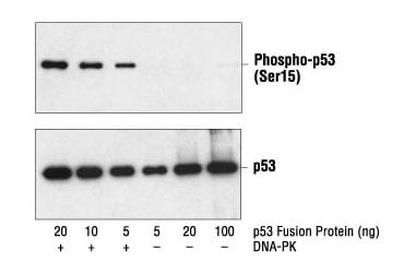 Western blot analysis of a p53 fusion protein