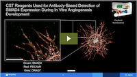 AACR23 presentation SMAD signaling pathway_Agilent