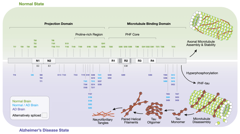 Alzheimer's Disease: Hyper phosphorylation sites on human tau