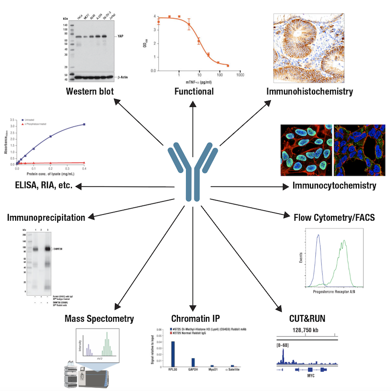 Antibody Essentials Part 1 Antibody Basics CST Blog