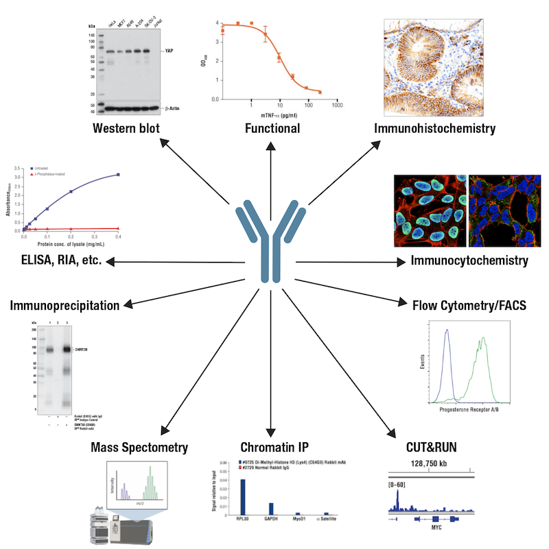 Antibodies_applications_immunoassays