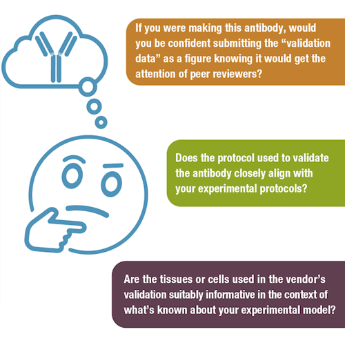 Antibody validation questions