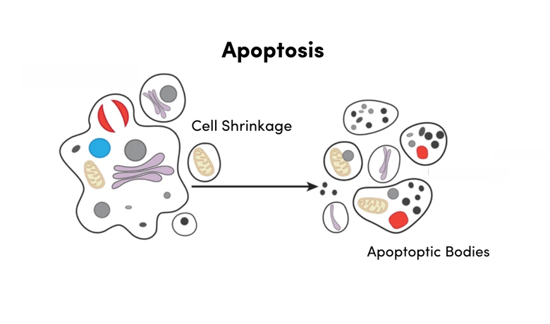 Apoptosis Diagram