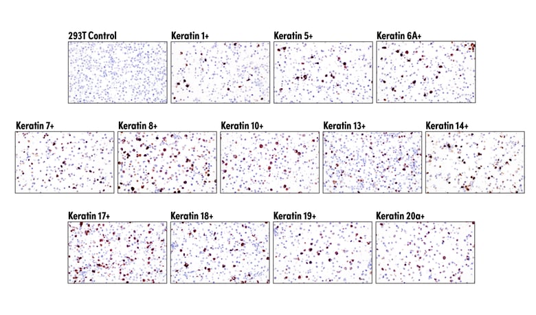 96963_ihcp_panel_fig6_web