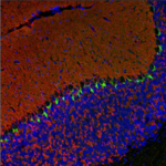 Fluorescence image of brain tissue labeled with multiple antibody channels, illustrating multiplexed detection using antibodies from different host species.