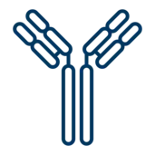 XL_DAT-Antibody