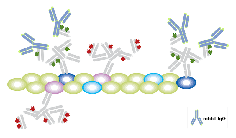 Multiplex If Using Conjugated Antibodies Cell Signaling Technology