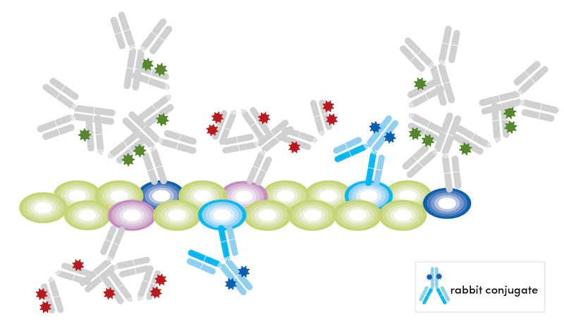 Strategies for Multiplex Immunofluorescence Using Conjugated Antibodies