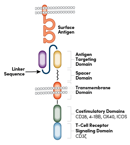 CAR structure showing the linker domain