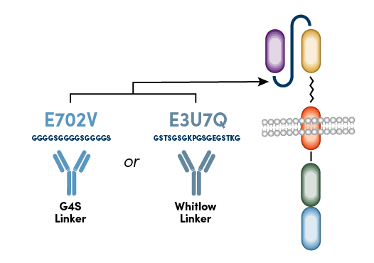 CST anti-CAR linker antibodies attach to the G4S linker or Whitlow linker