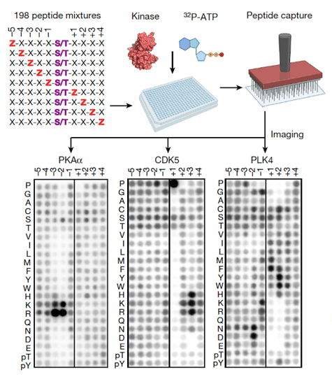 Cantley_Profiling the substrate specificity of the human serinethreonine kinome