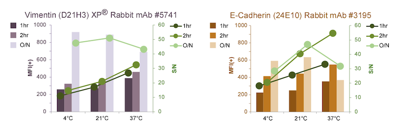 E-cadherin incubation conditions time and temp