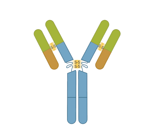 Enzymatic fragmentation antibody fragments