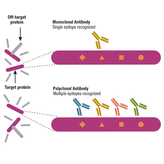 Epitope recognition of polyclonal and monoclonal antibodies