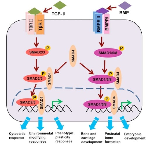 TGF-β/BMP/SMAD signaling pathway