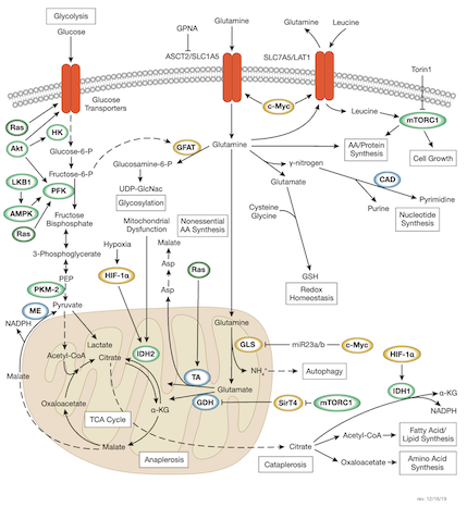 Cellular Pathways to Metabolism | CST Blog