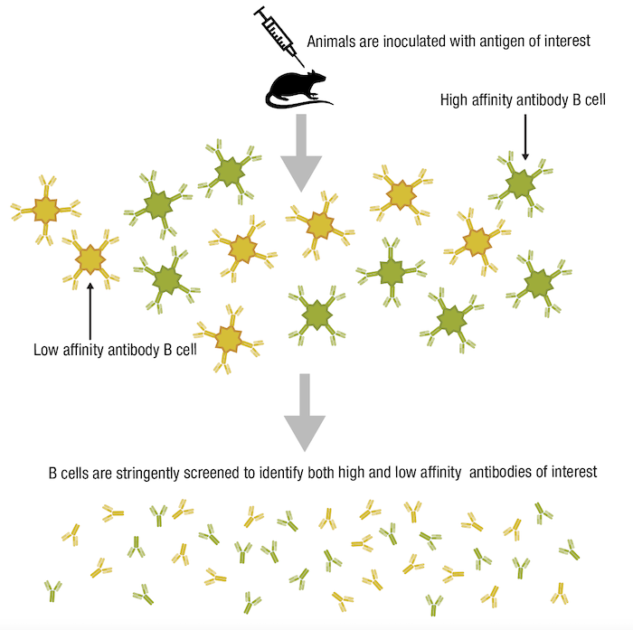 High and low affinity antibodies