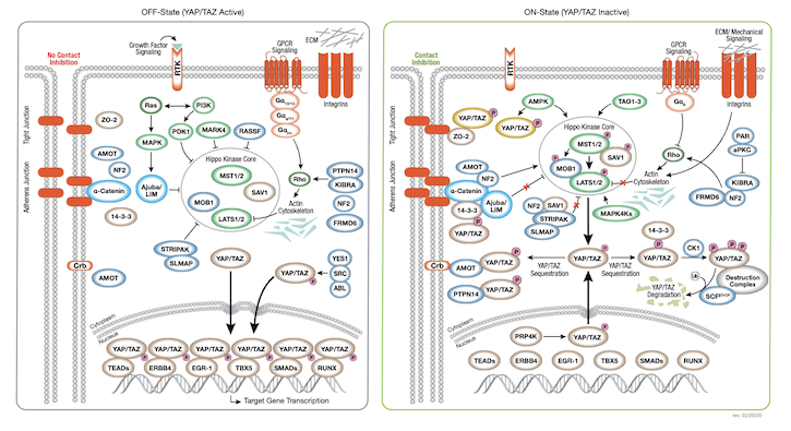 Hippo Signaling Pathway_resized