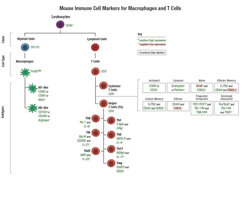 Human Immune Cell Markers for Macrophages T cells