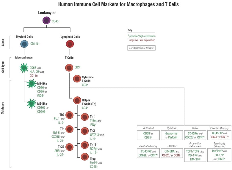 Human immune cell markers for macrophages T cells