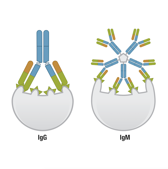 IgG and IgM antibodies