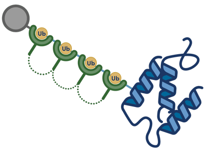 Illustration of a polyubiquitinated protein bound by a tandem ubiquitin-binding entity (TUBE) that captures the ubiquitin chain for detection.