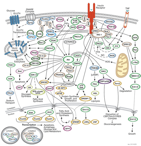 Insulin Receptor Signaling Pathway_20-ODA-41951