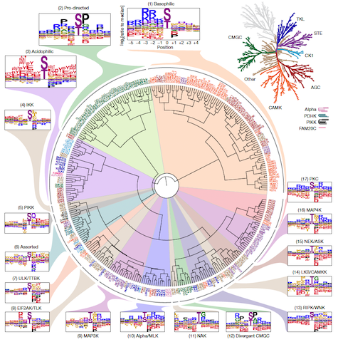 Motif tree of the human SerThr kinome