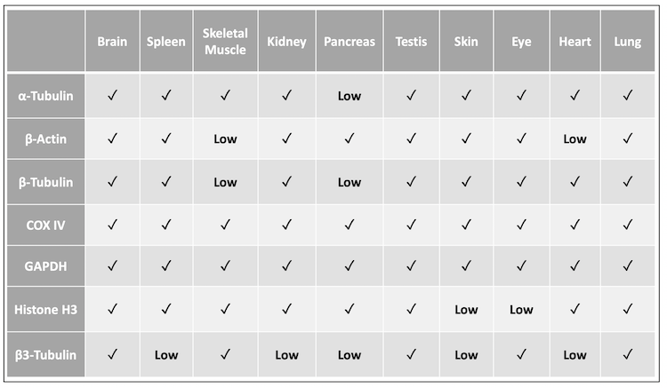 Expression abundance of common loading control antibodies in various mouse tissue types.