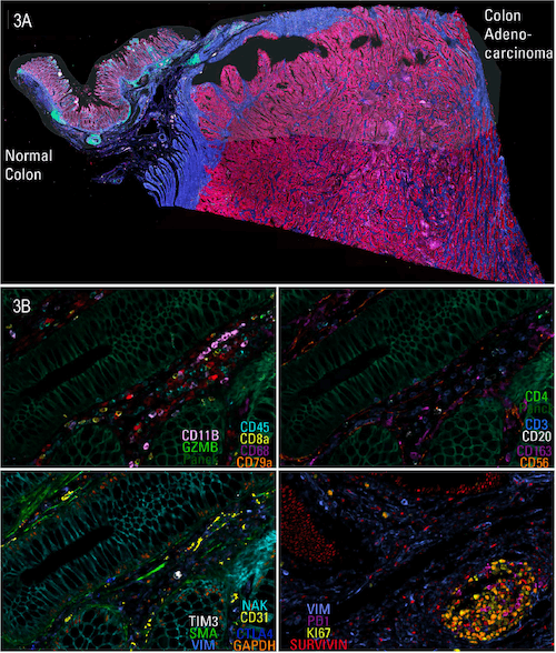 Multiplexed imaging of CST antibody panels_Cell DIVE_22-BPA-51810_fig3_web