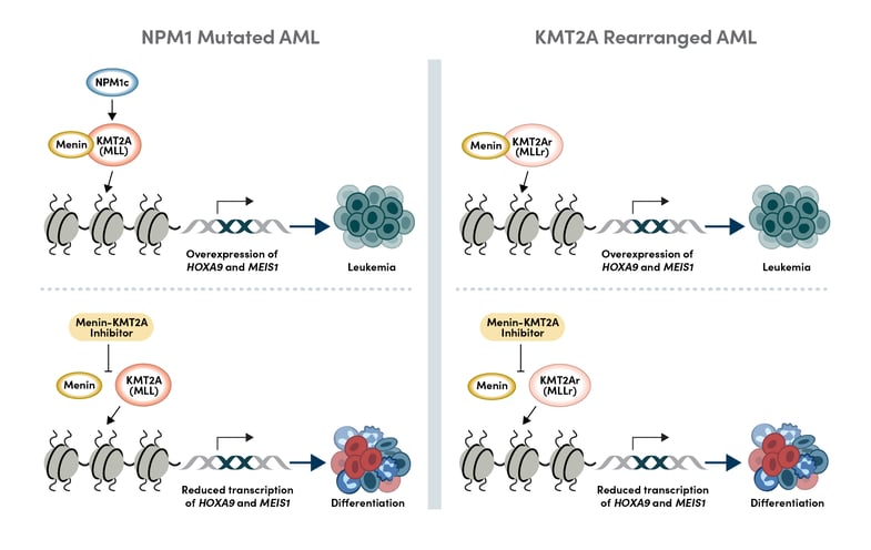 Mechanism of action of Menin-KMT2A inhibitors in NPM1 mutated and KMT2Ar AML